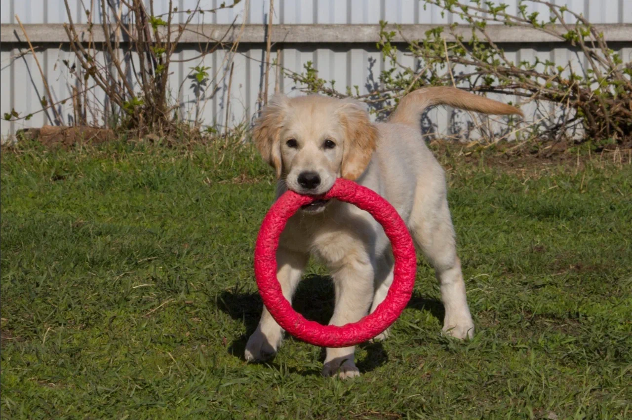 Фото Опубликованы фото самых золотистых ретриверов новосибирского питомника 3